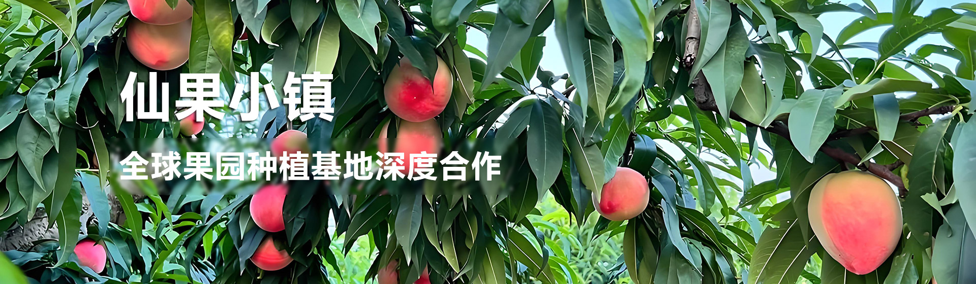 仙果小镇水果店