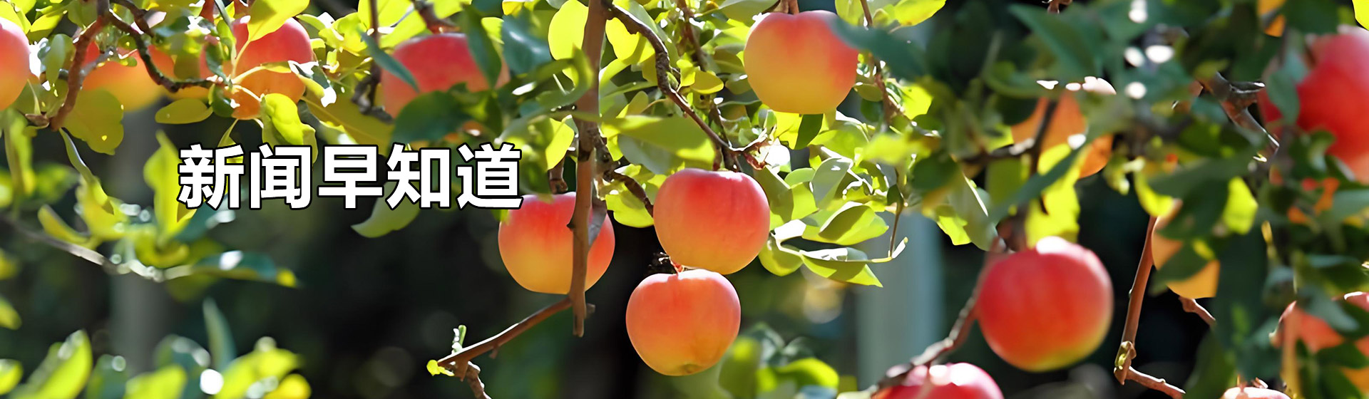 仙果小镇水果店