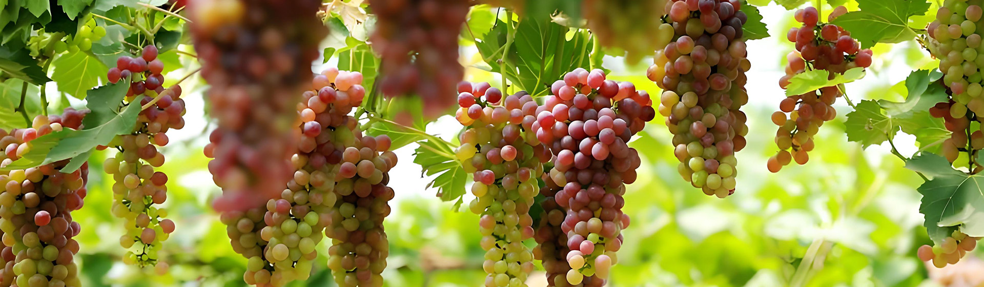 仙果小镇水果店